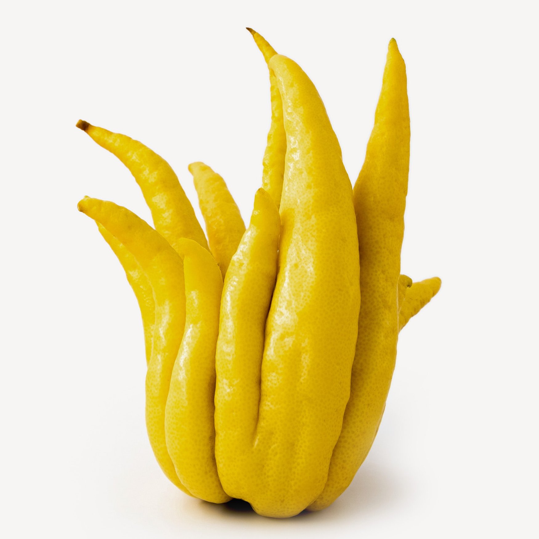 Buddha's Hand