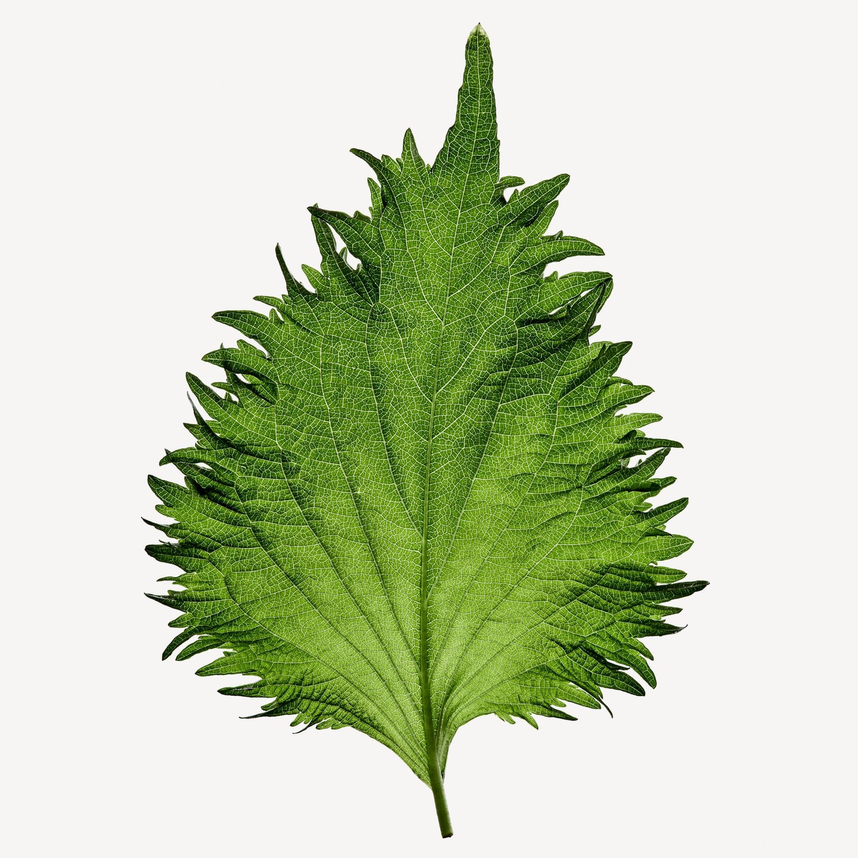 Shiso Leaves