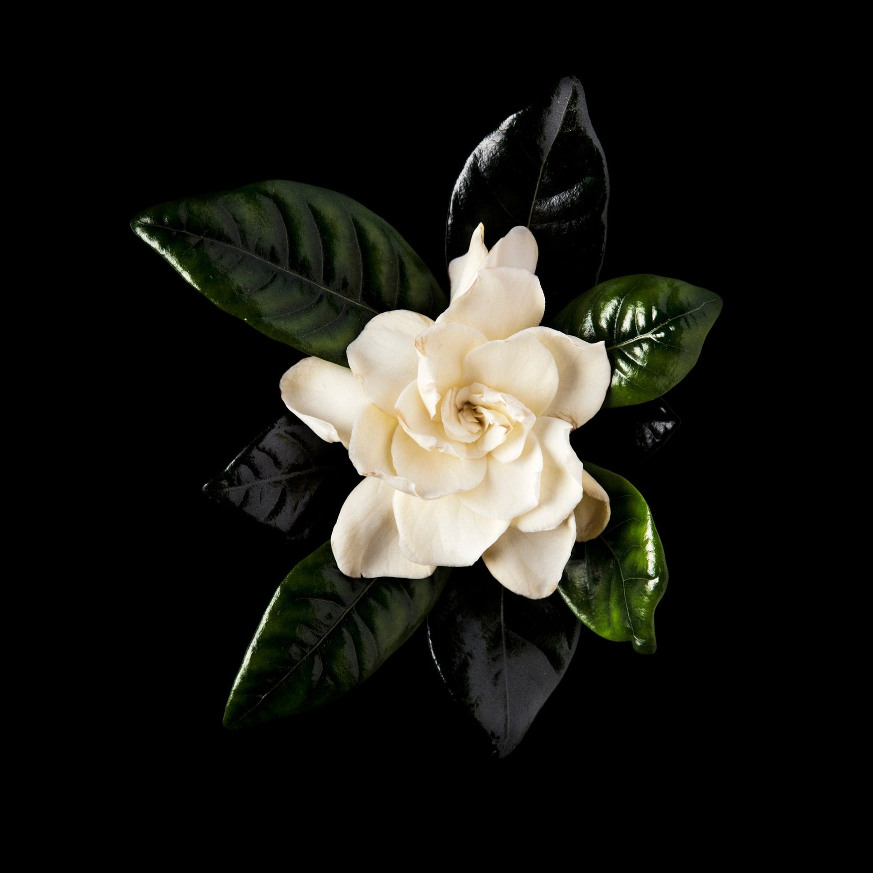 Gardenia