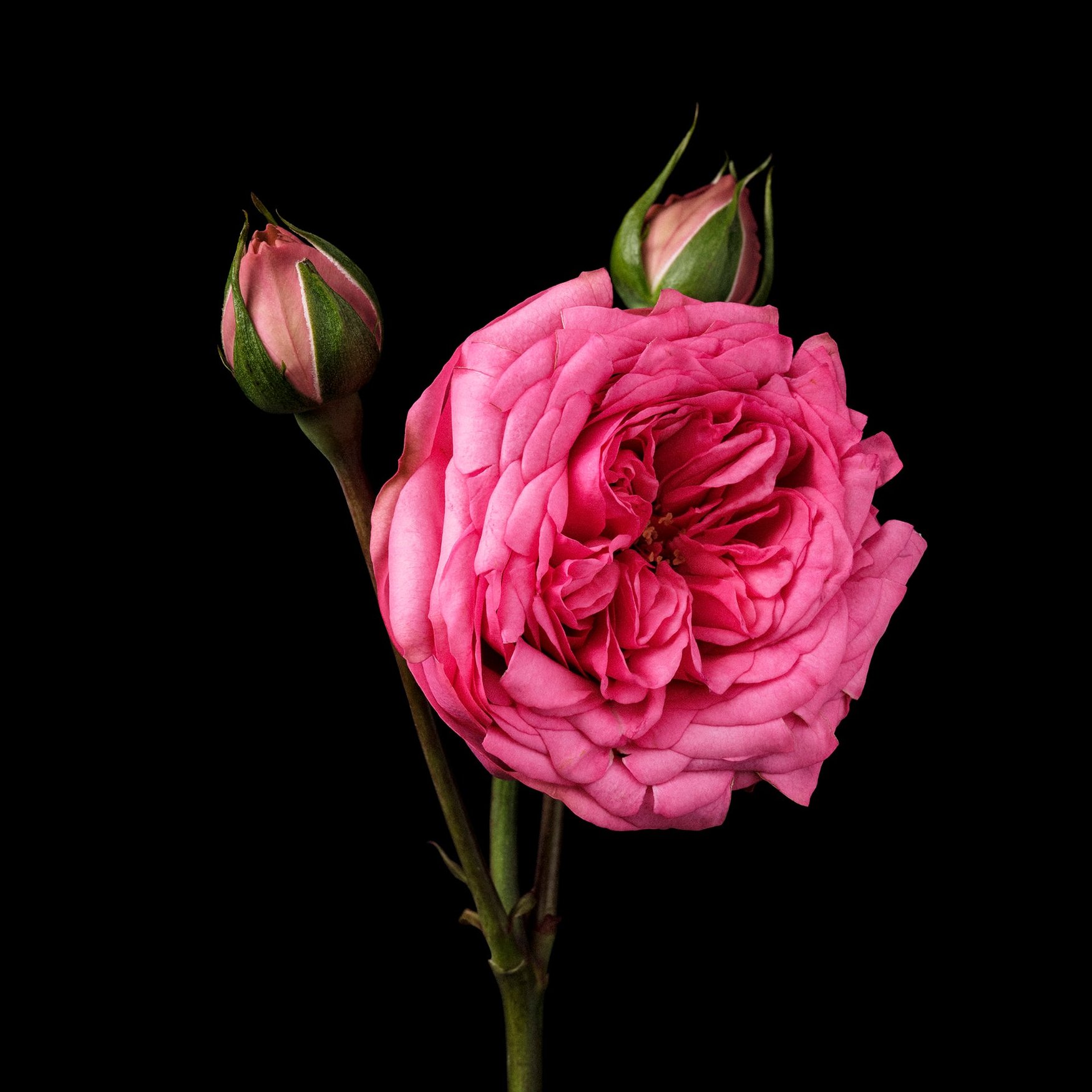 Rose (Turquie)