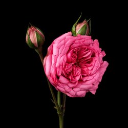 GUCCI BLOOM NETTARE DI FIORI perfume by Gucci - Wikiparfum