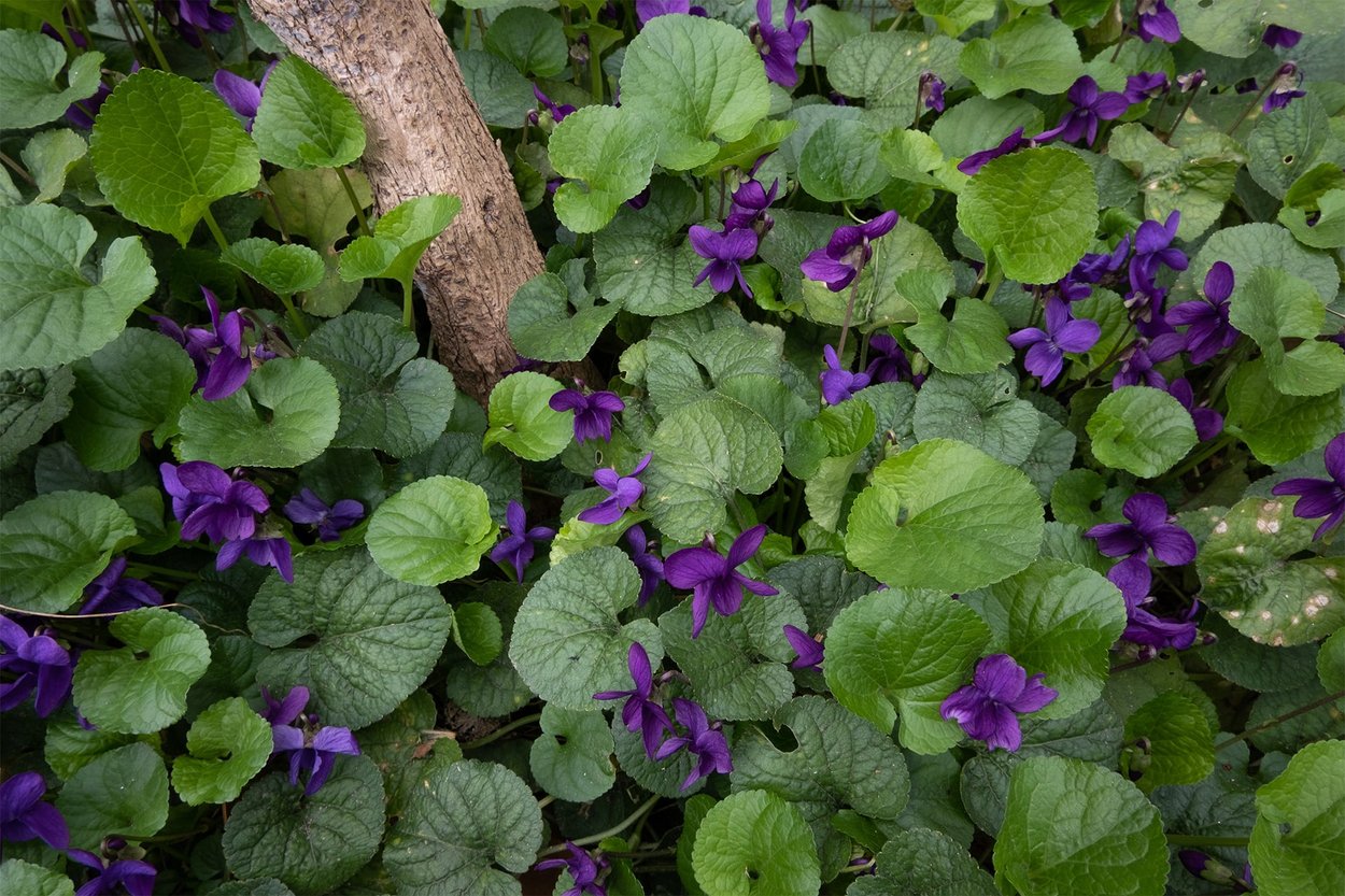 Violet Leaves perfume ingredient - Wikiparfum