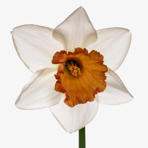 NARCISSUS POETICUS perfume by Chloé - Wikiparfum