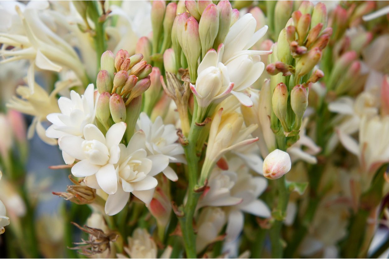 Tuberose perfume ingredient Wikiparfum