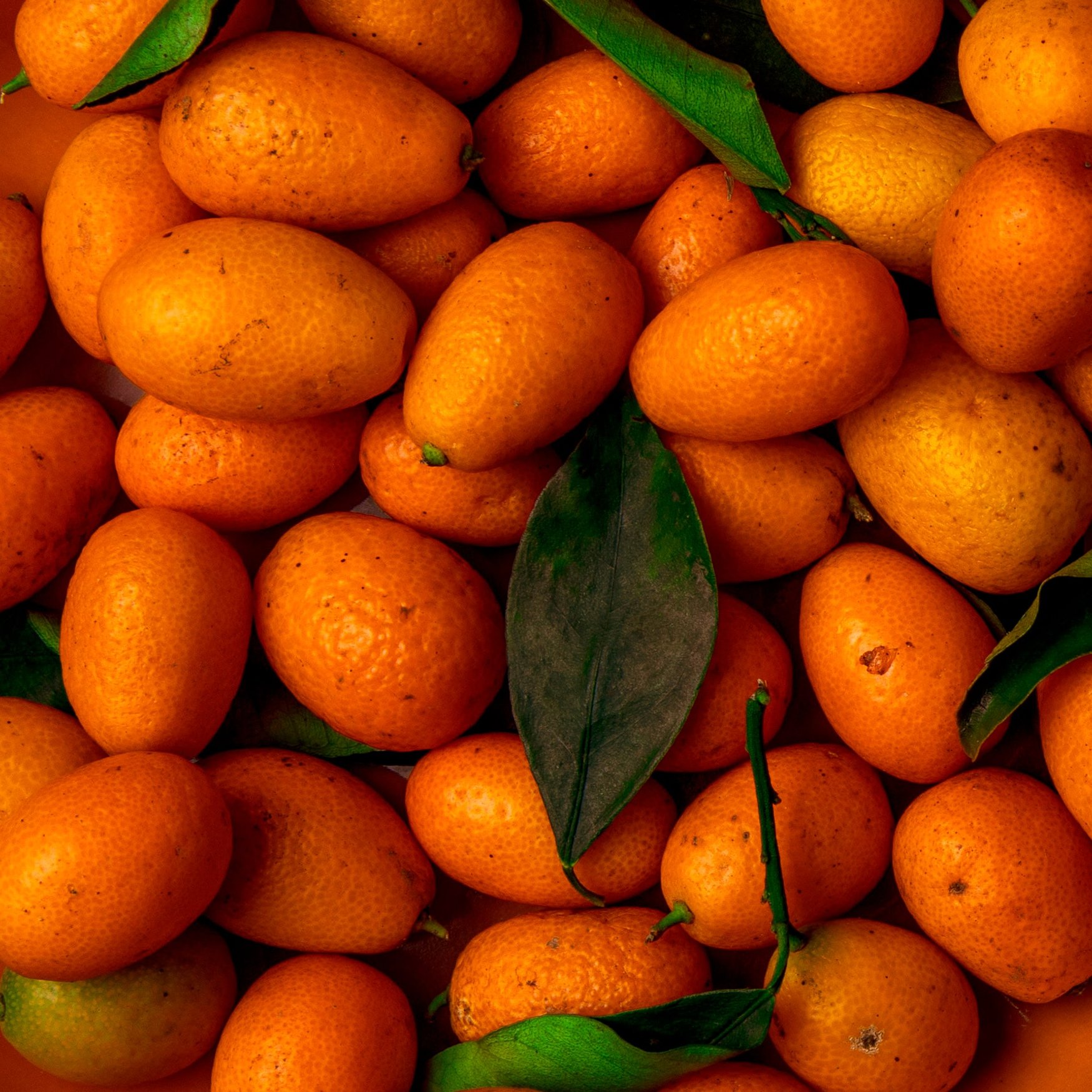 Kumquat