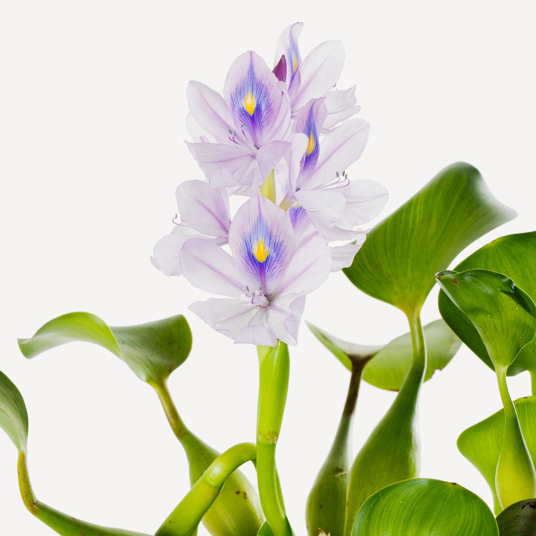 Water Hyacinth