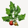 Folha de tomateiro