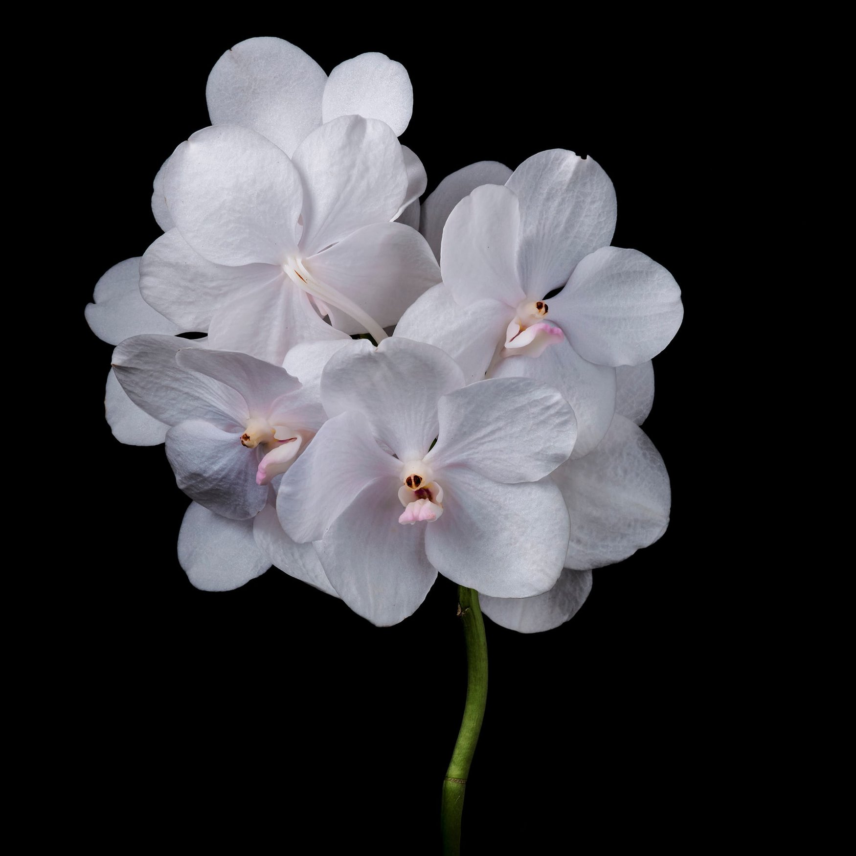 Orchidea