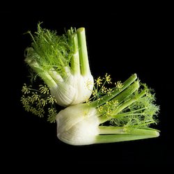 茴香籽
