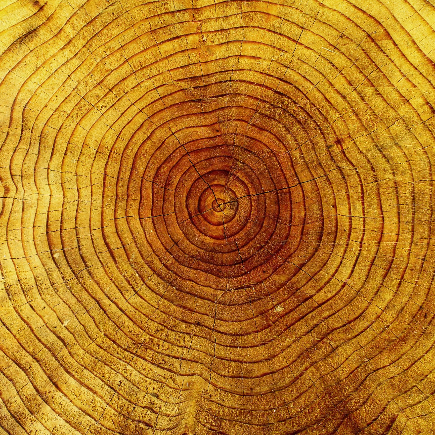 Sequoia