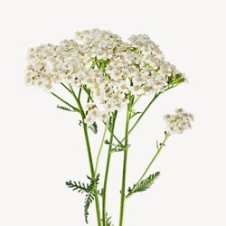 Nettle and wild discount achillea