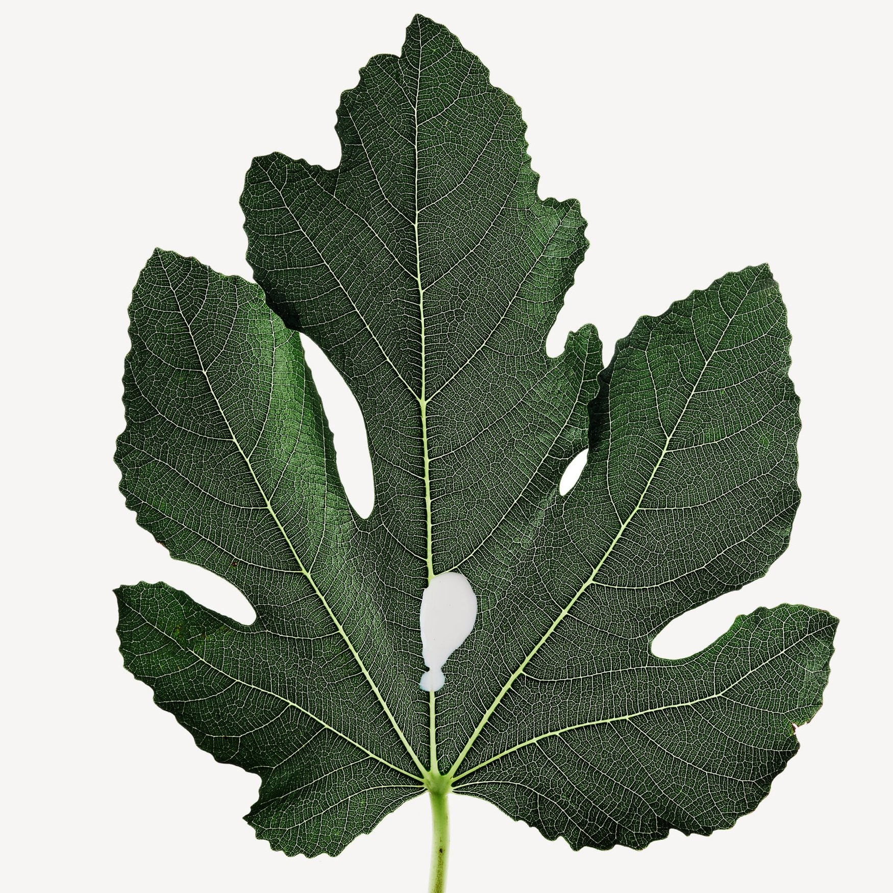 Fig Leaf