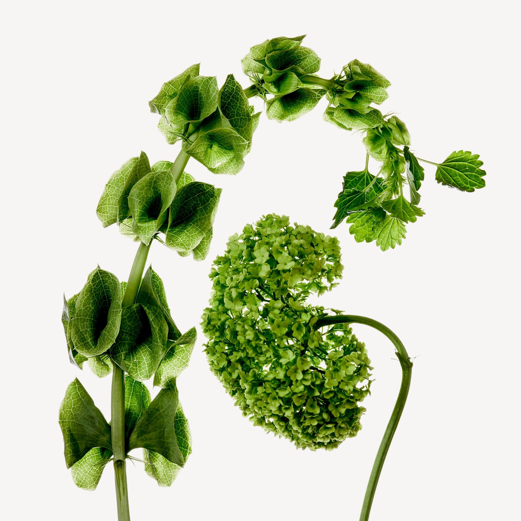 Flower Stems