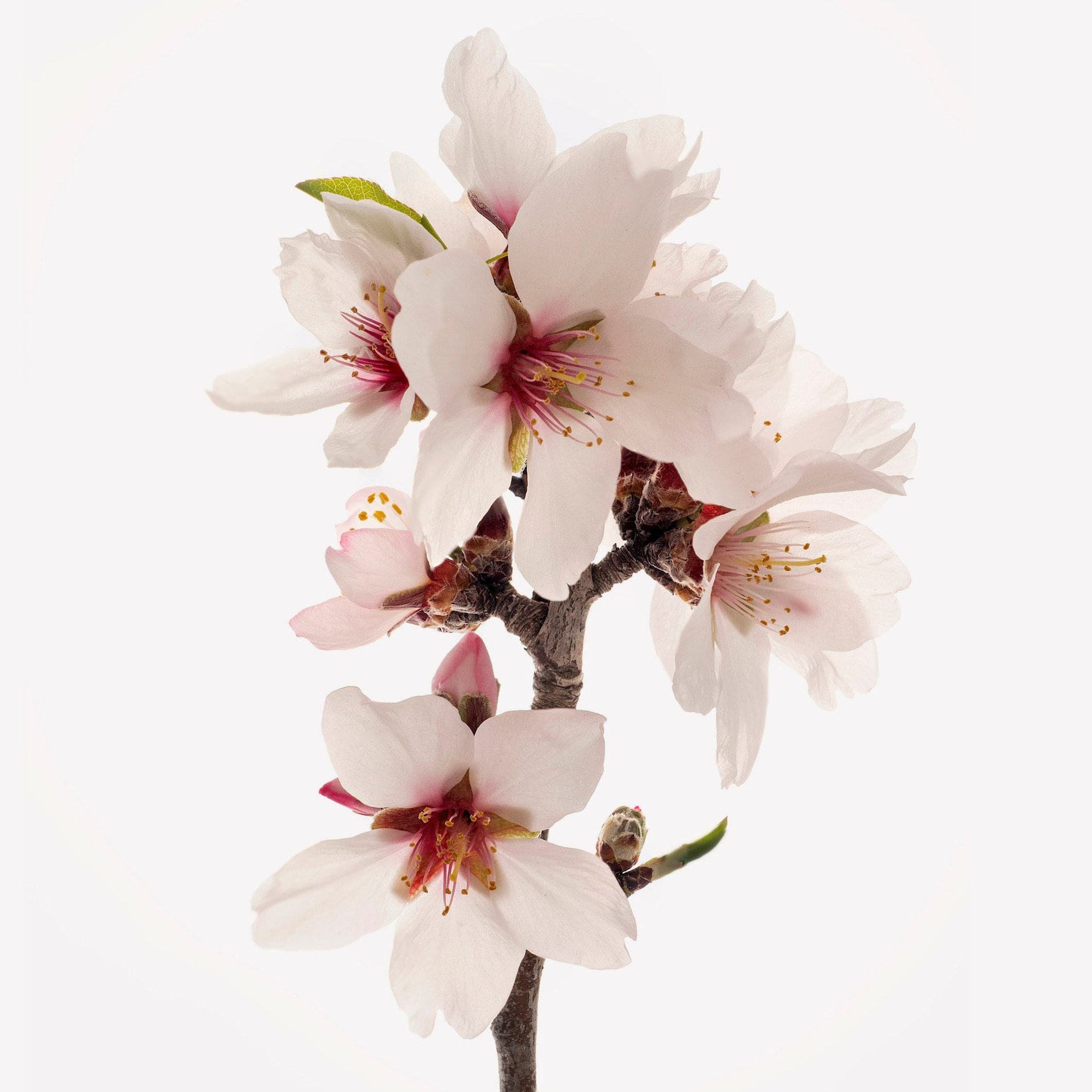 Fiore di mandorlo