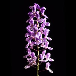 Glycine