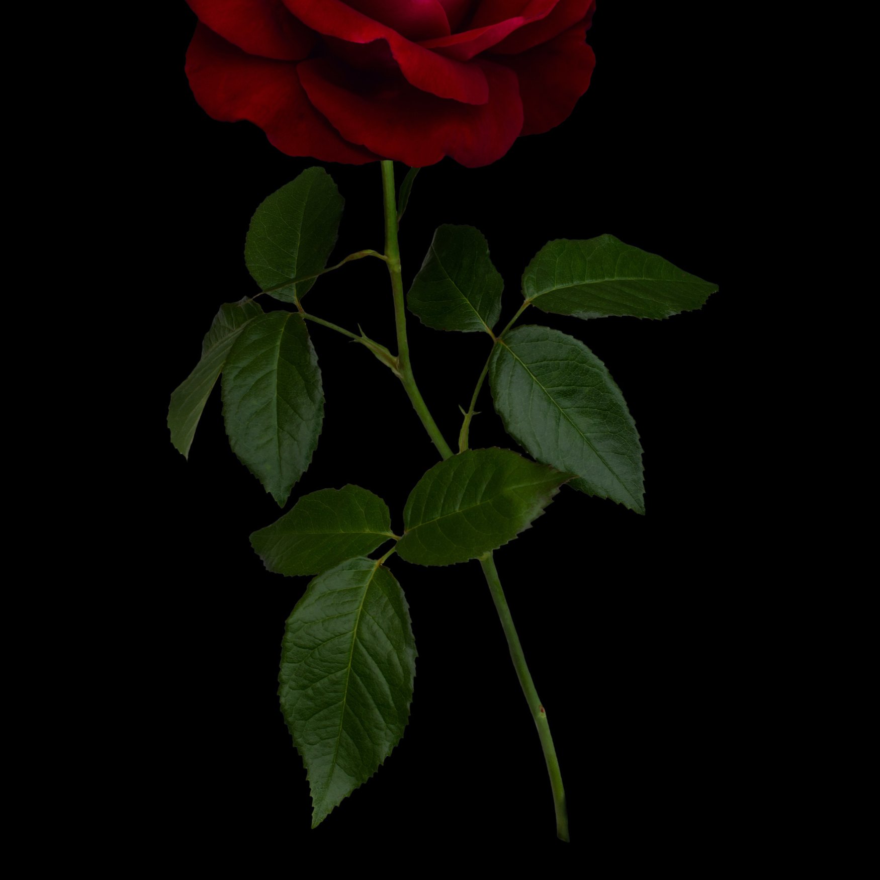Rose Oxide