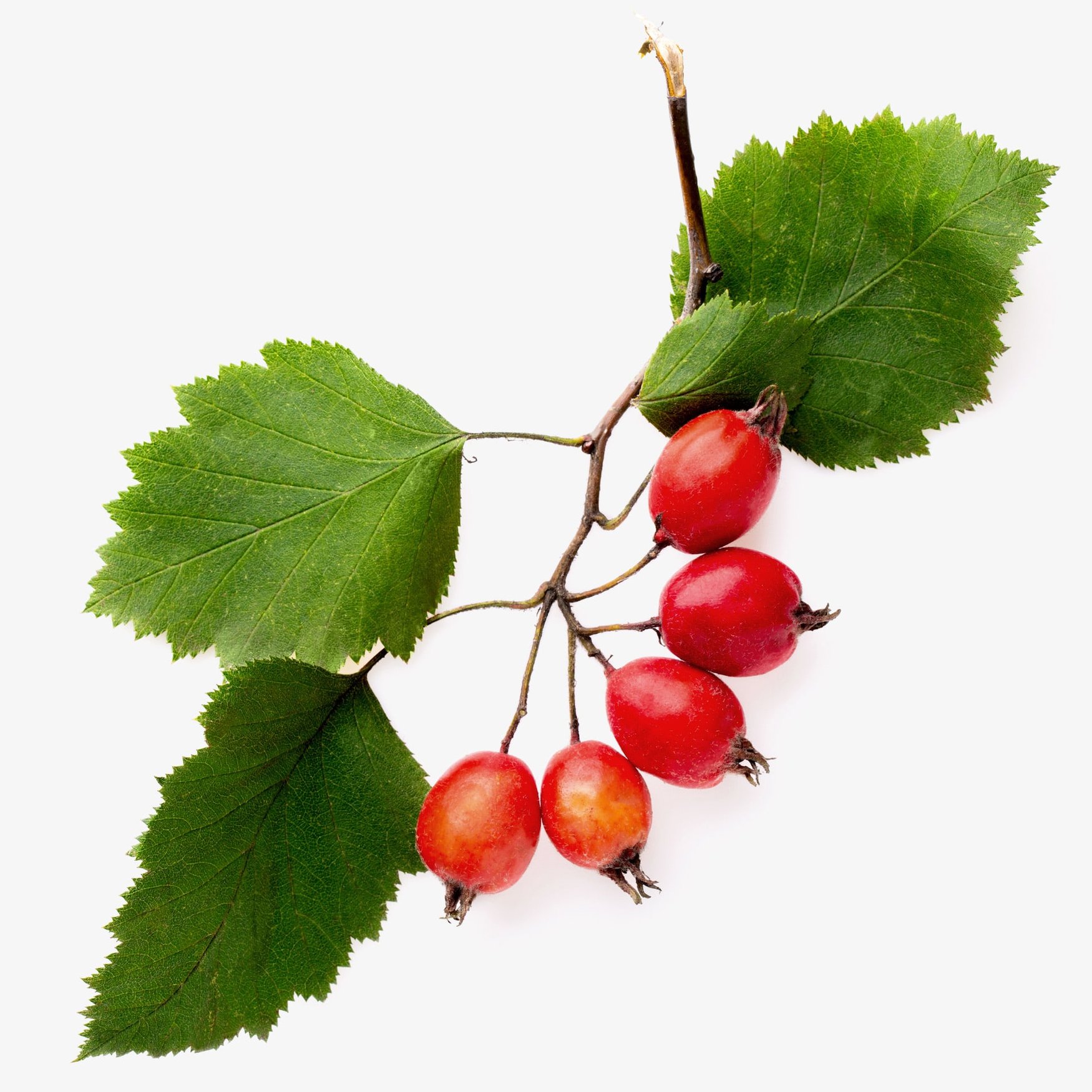 Aubépine