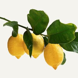 Citronnier
