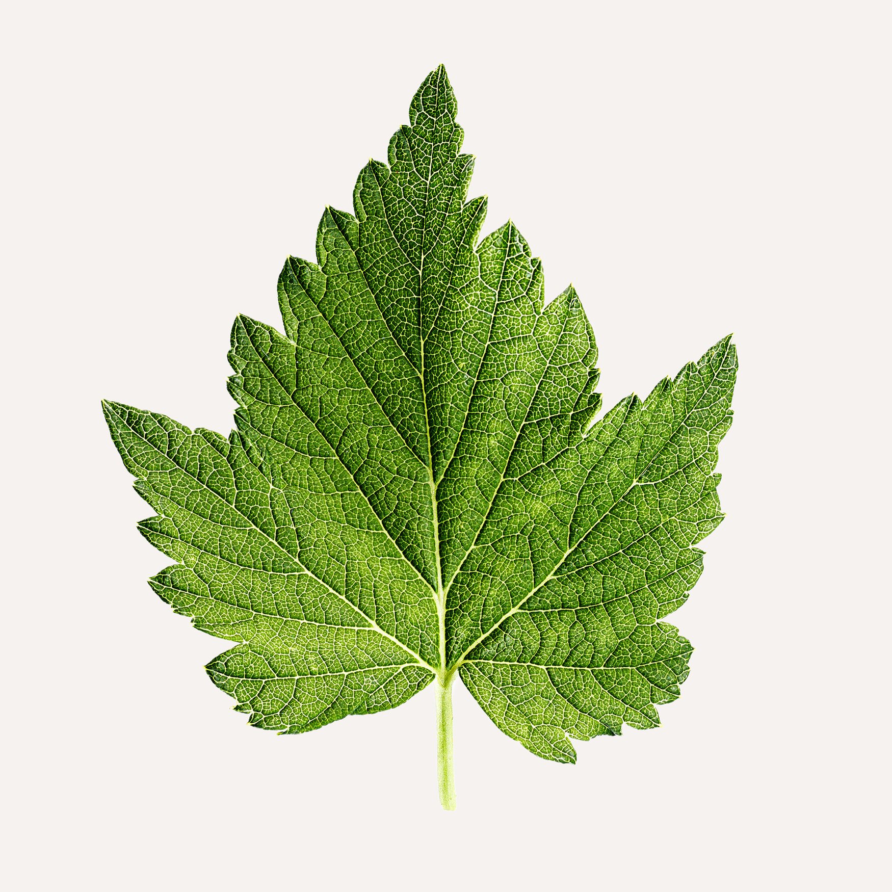 Feuilles de Cassis