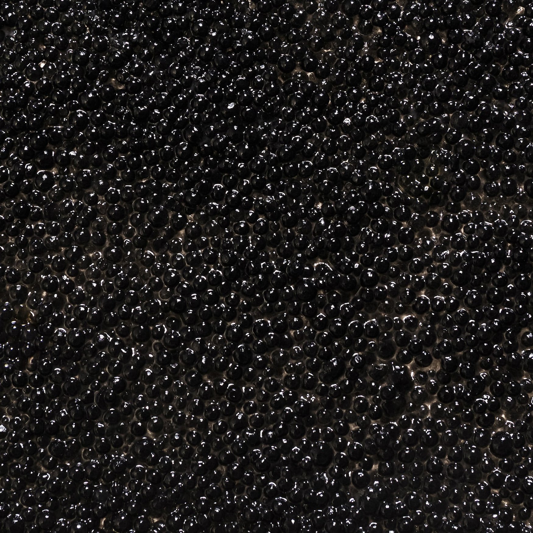 Caviar