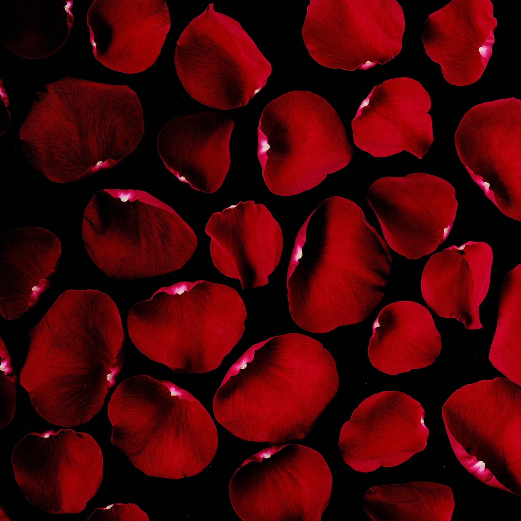 Pétale de Rose