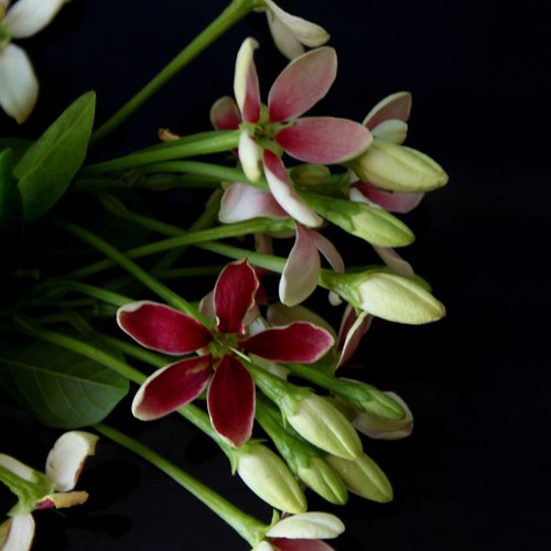 GUCCI BLOOM NETTARE DI FIORI perfume by Gucci - Wikiparfum
