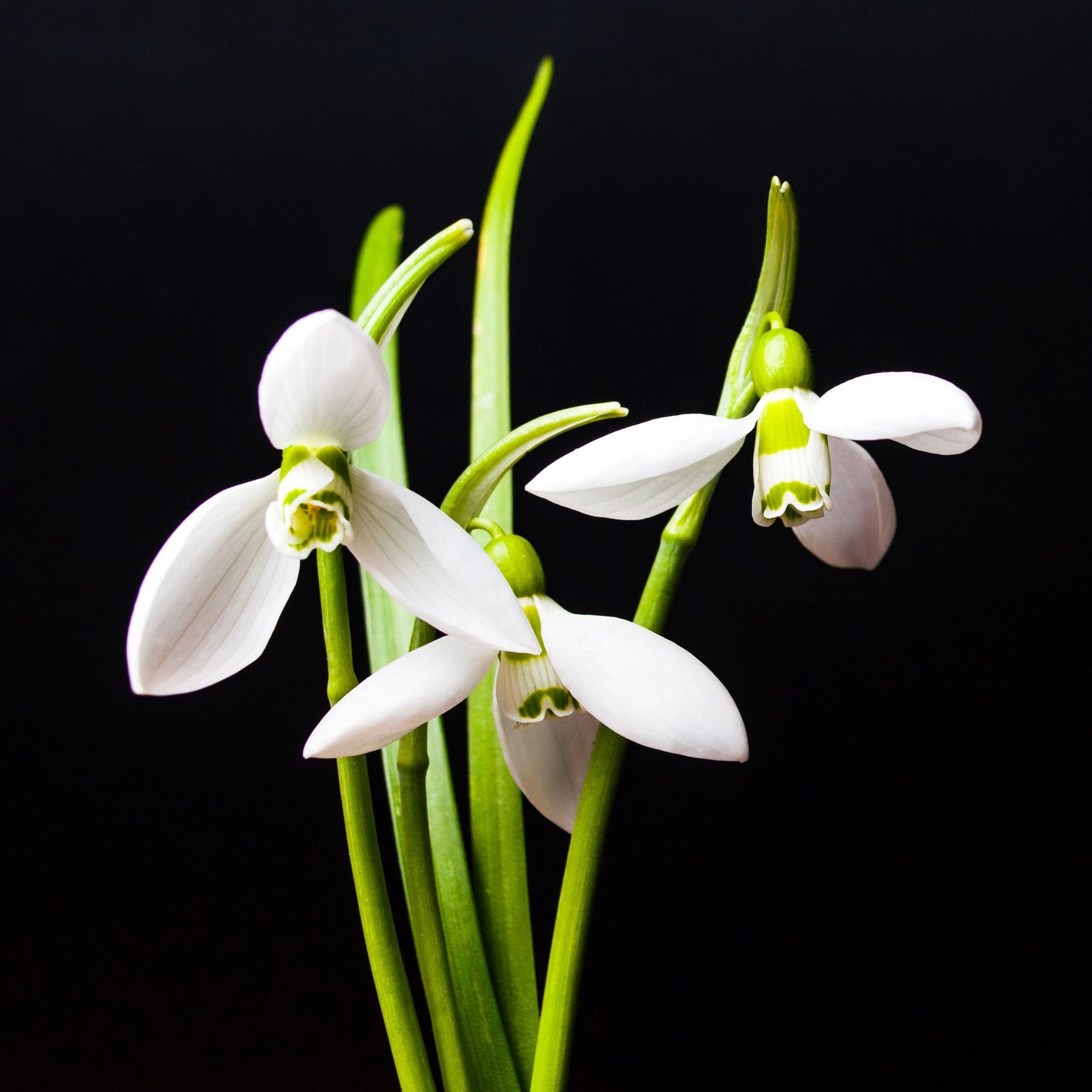 Perce-neige