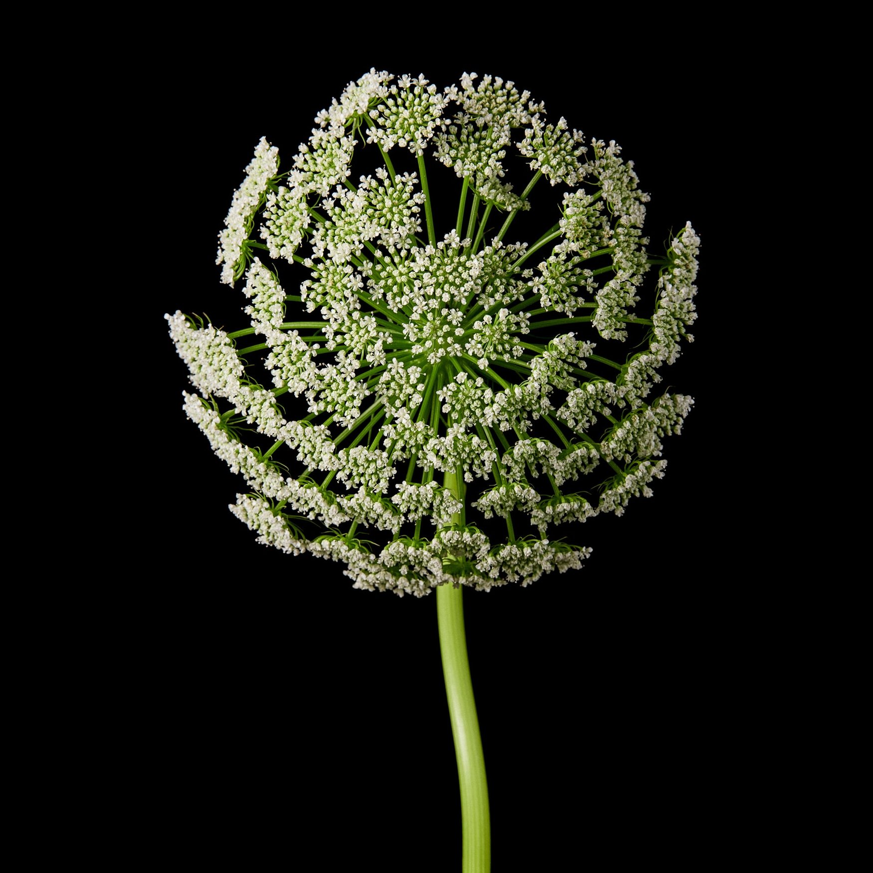 Galbanum