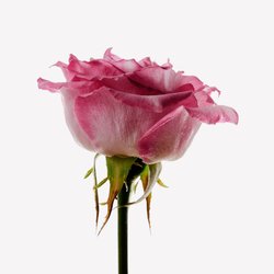 TAIF ROSE COLOGNE INTENSE 2025 perfume de Jo Malone London