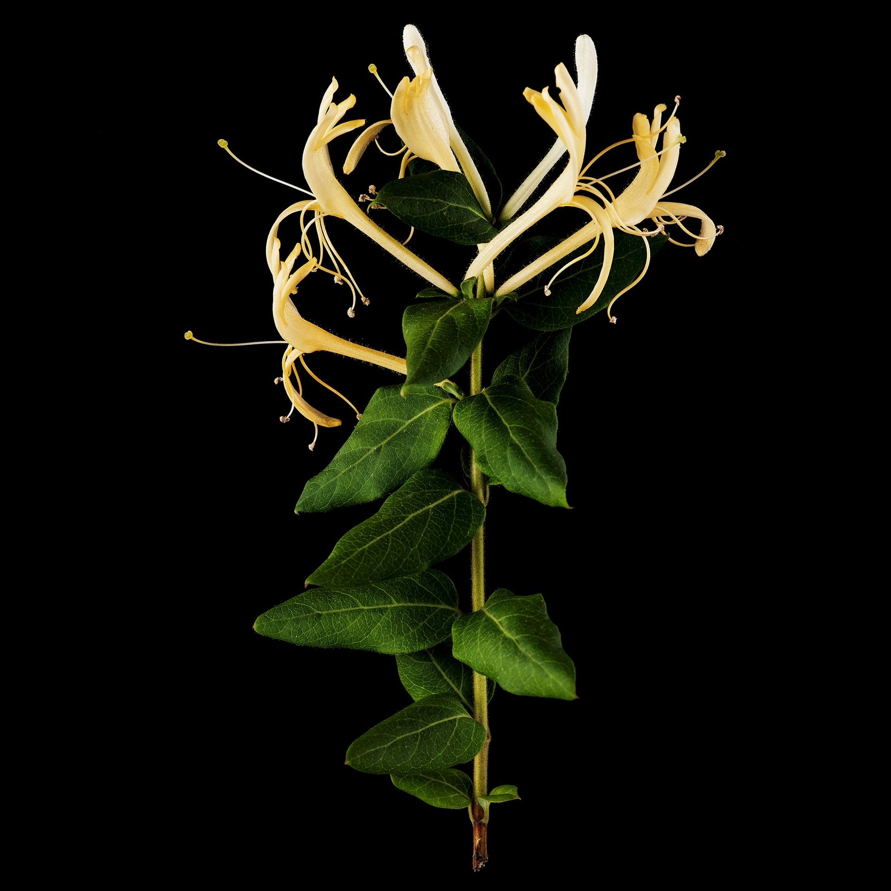 Jatamansi / Spikenard