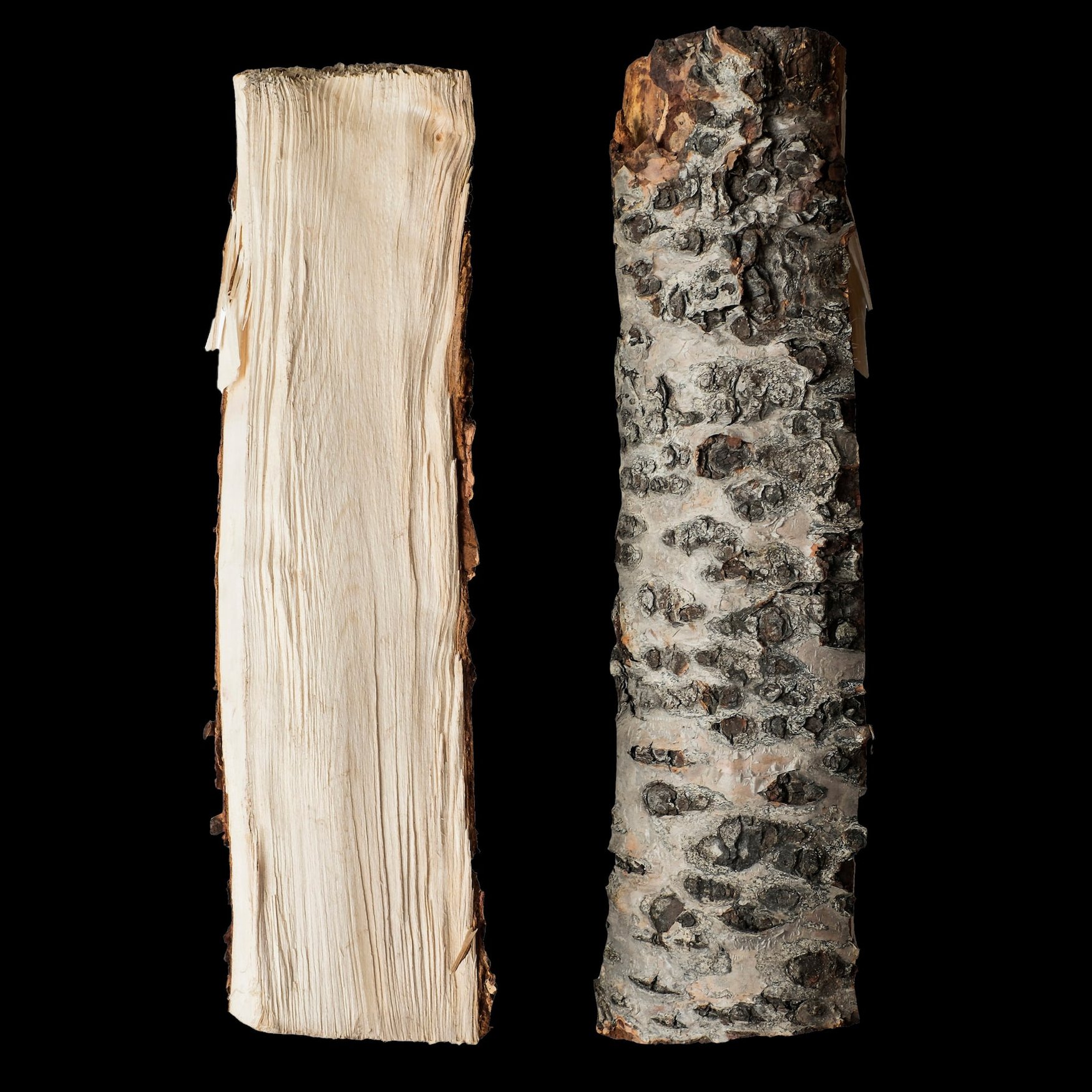 Birch Tar