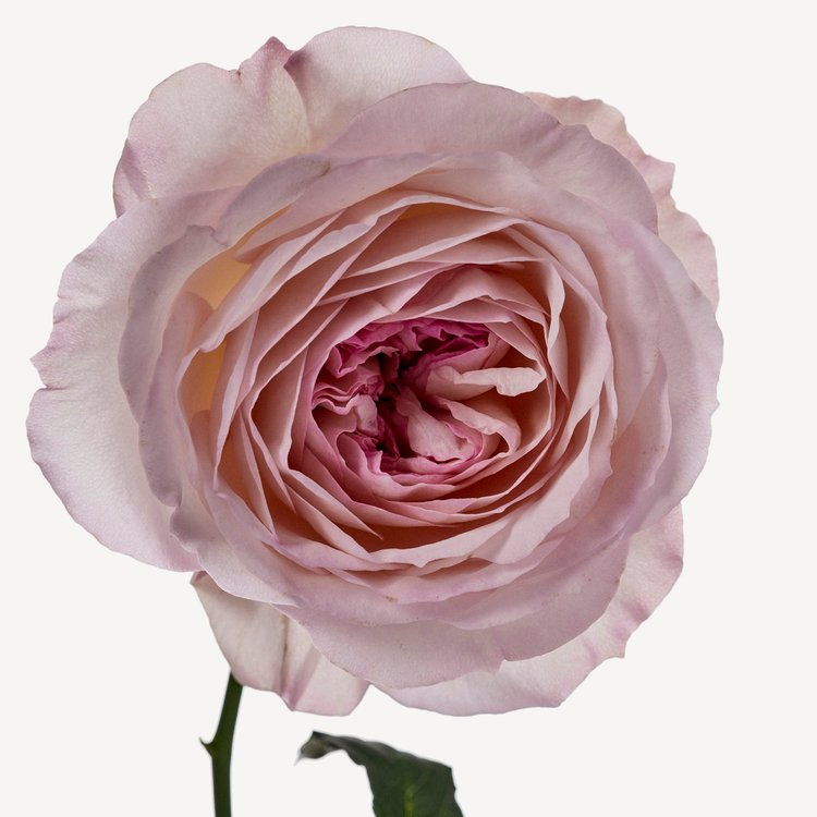 SHANGHAI LILY perfume by Tom Ford - Wikiparfum