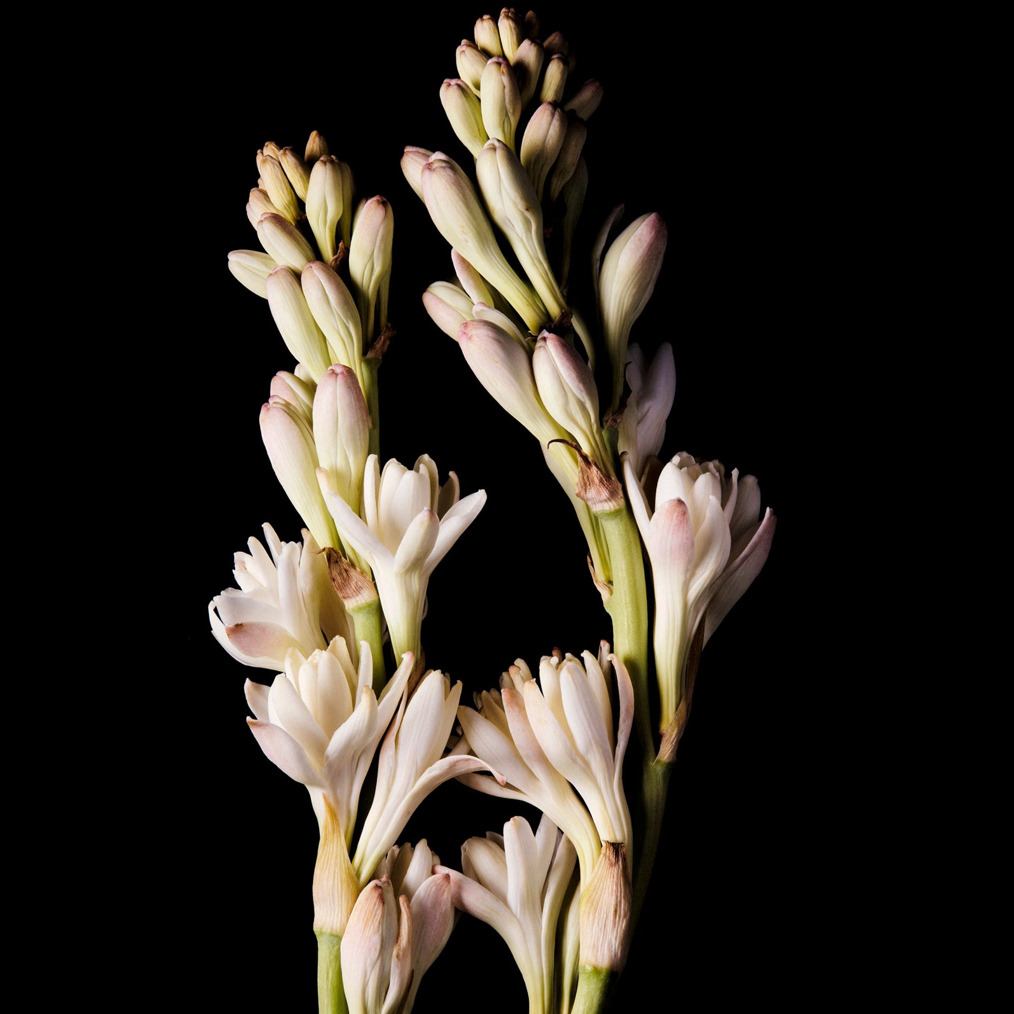 Tuberose perfume ingredient Wikiparfum