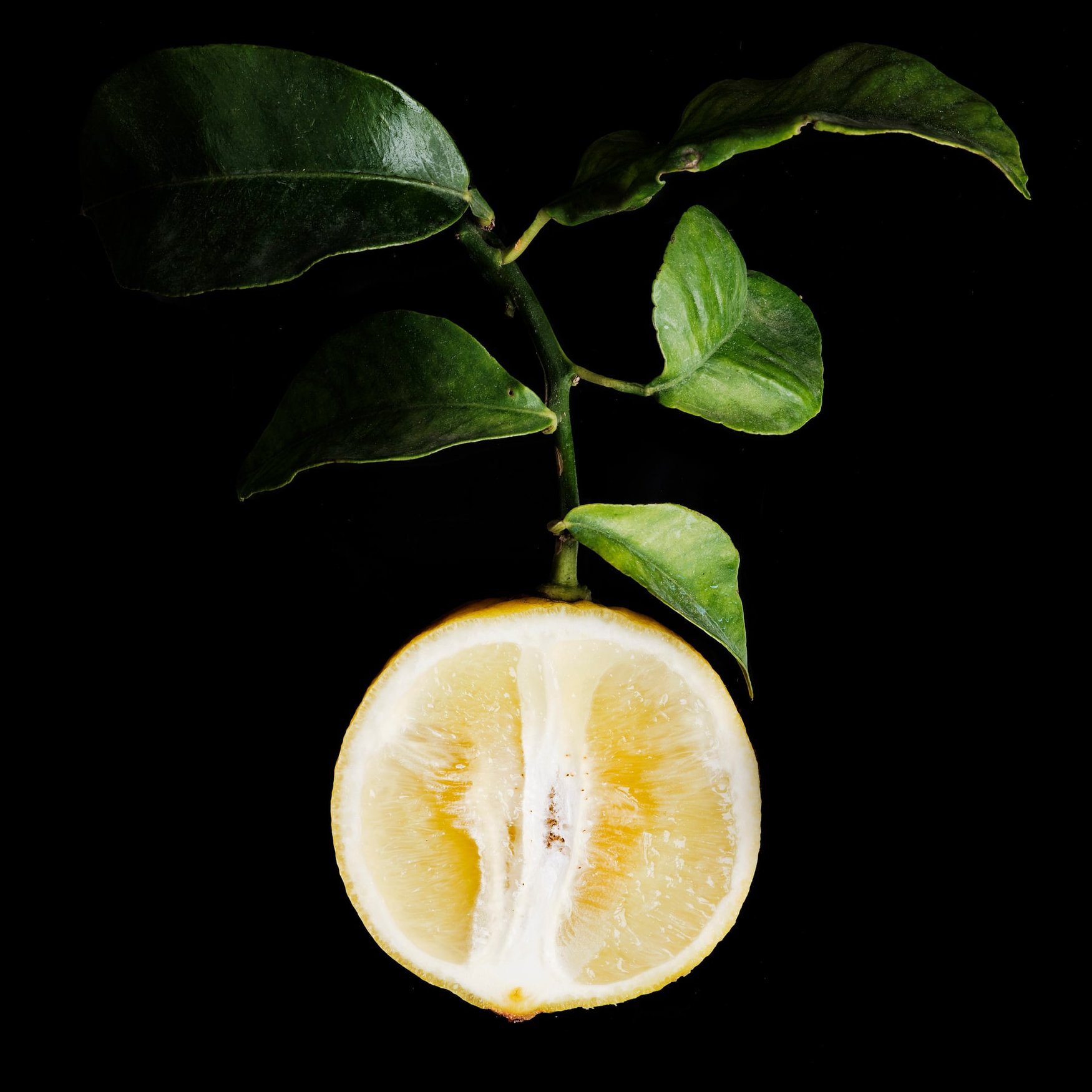 Bergamote