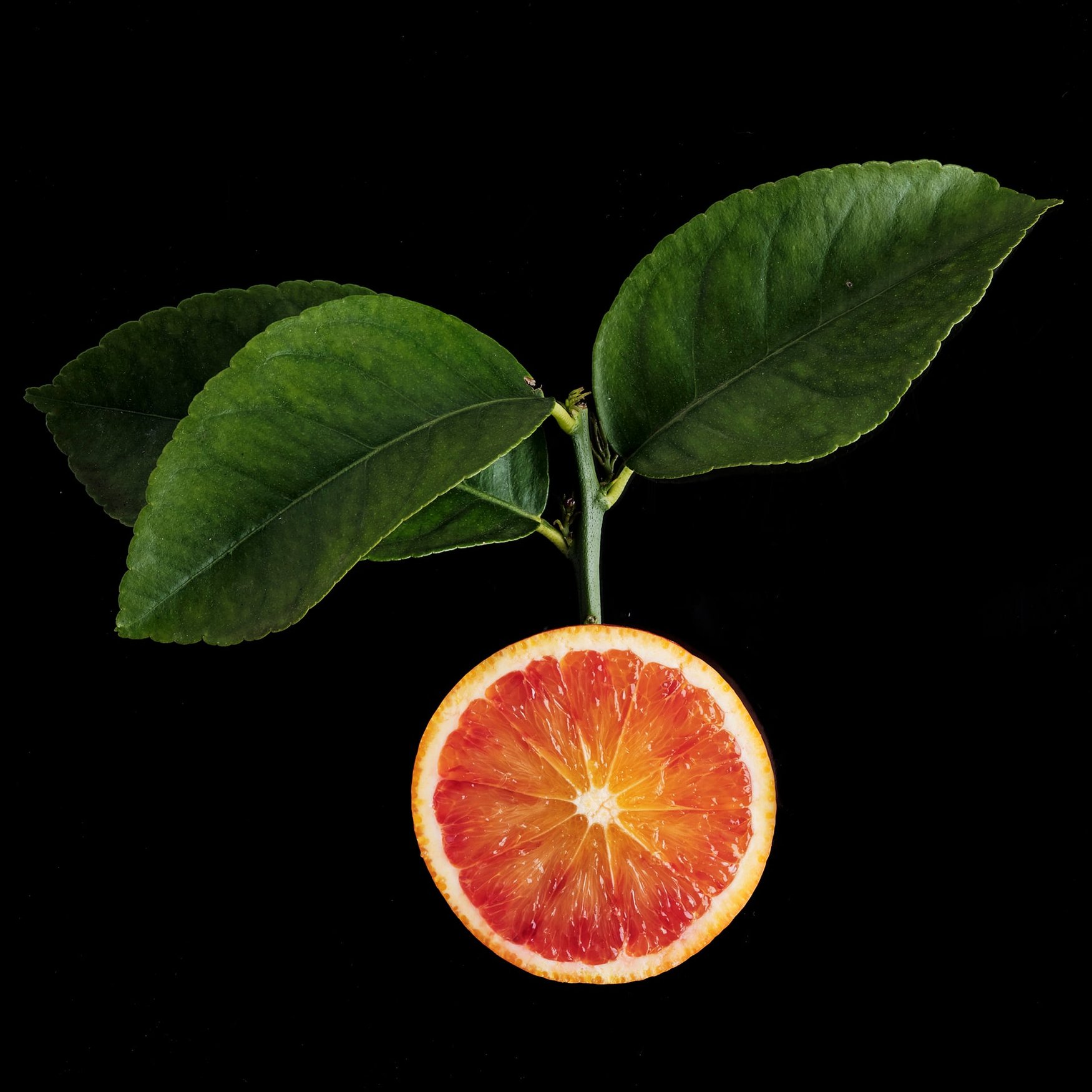Naranja sanguina