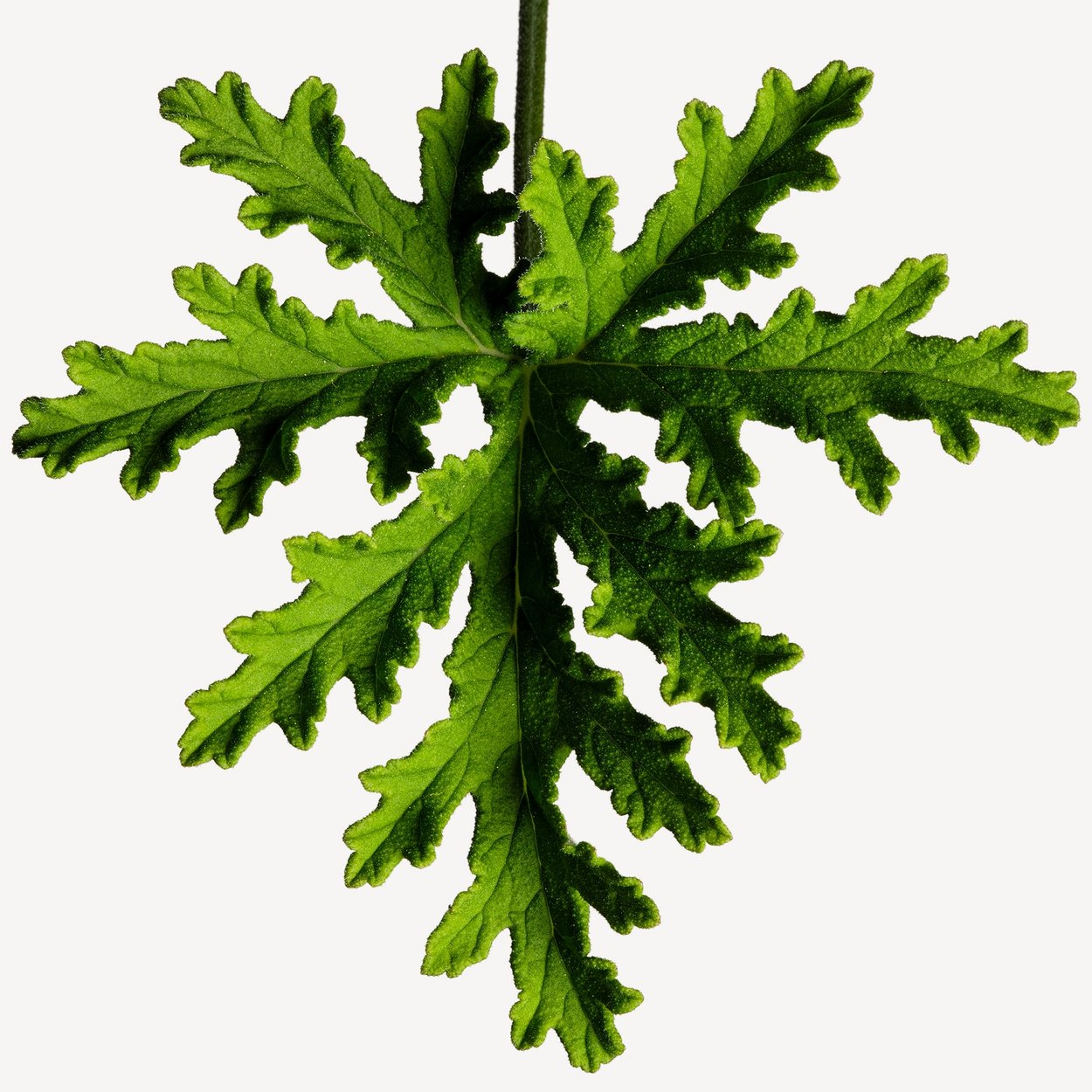 天竺葵香水成分- Wikiparfum