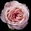 Rosyrane (Rose)