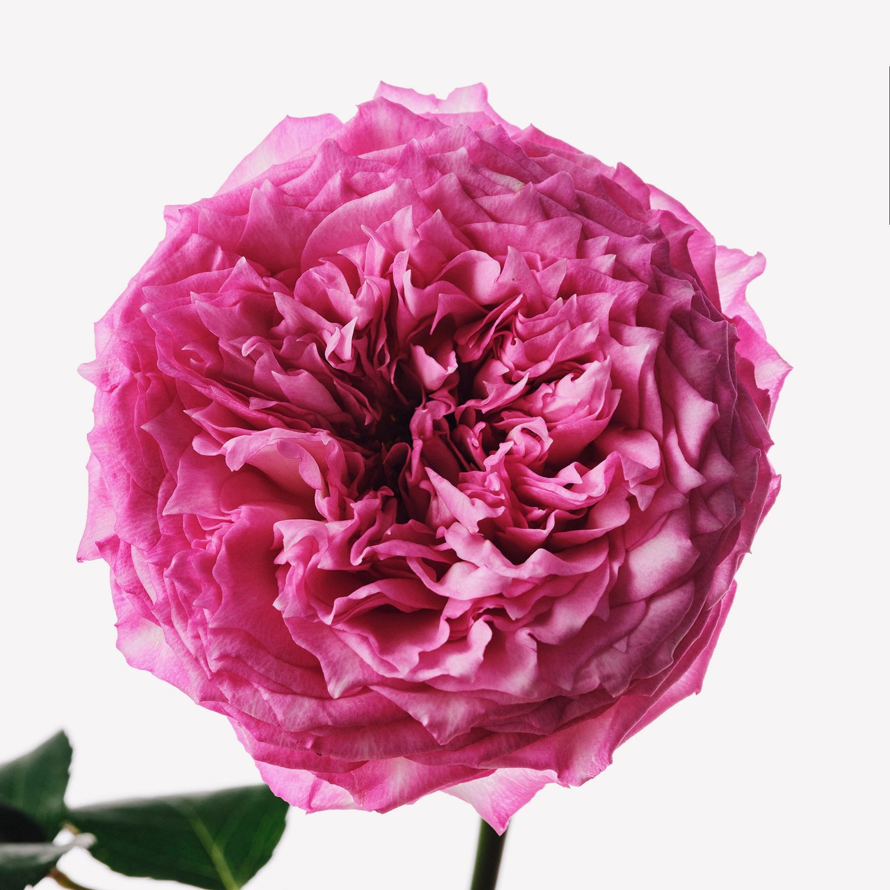 Rose (Bulgaria)