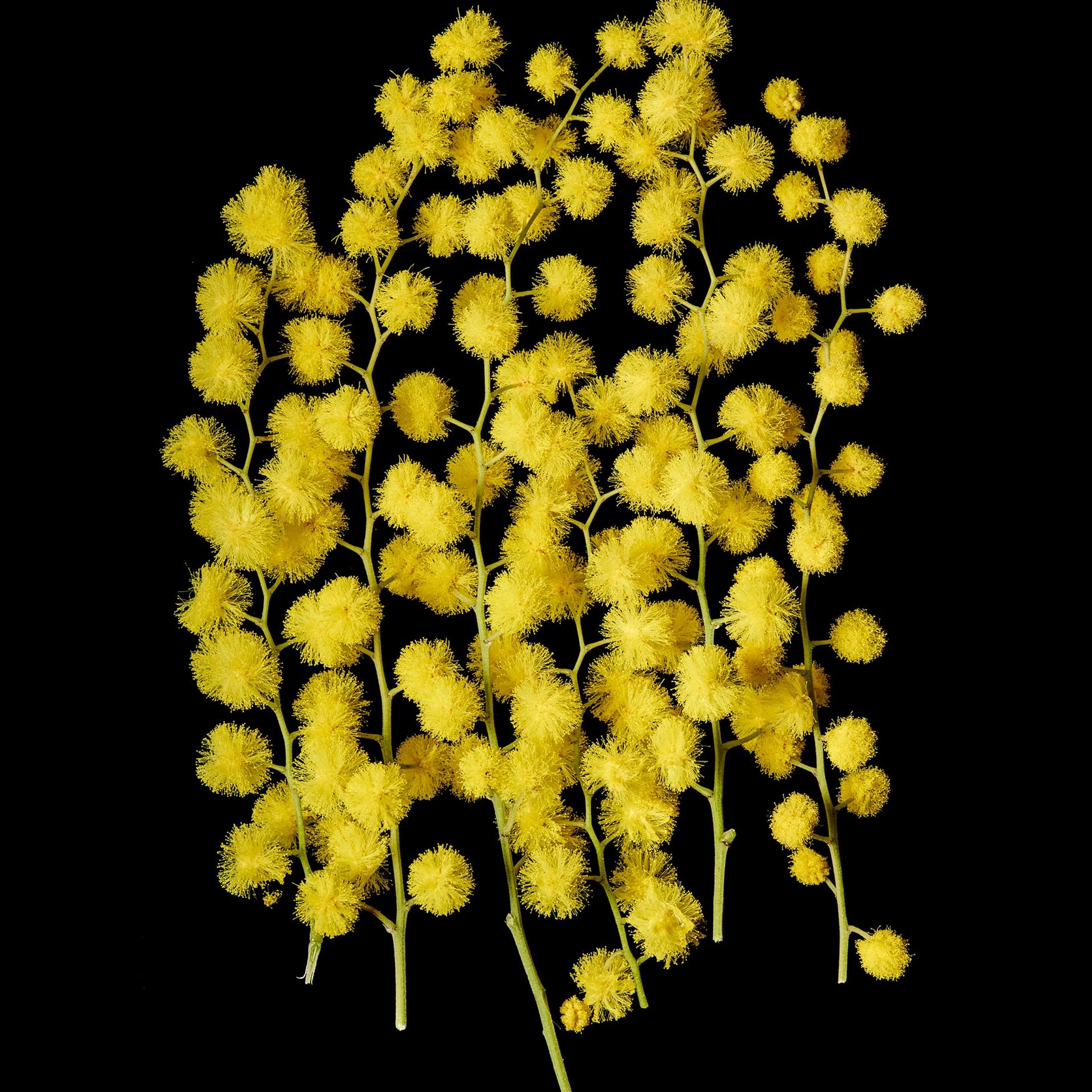 Mimosa